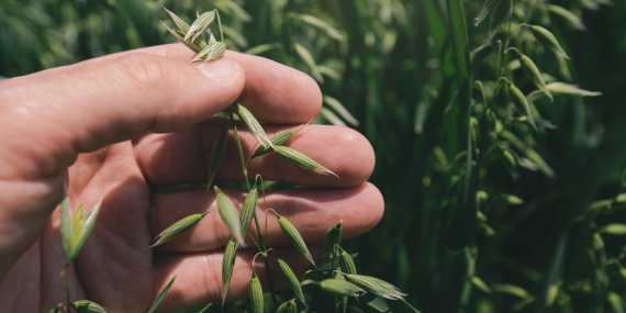 Farmer examining oat crops in field, close up of hand